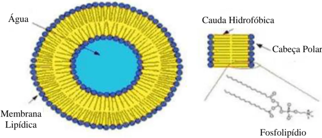 Figura  5:  Representação  esquemática  de  um  lipossoma  (adaptado  de  Nunes,  S.  e  Tamura,  B