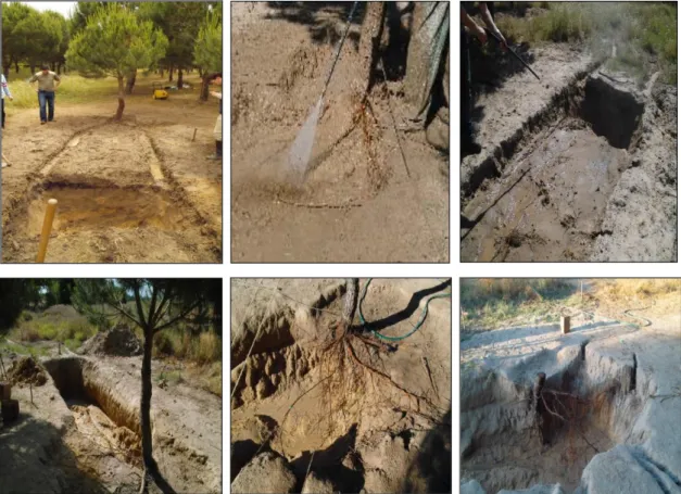 Figure 1. Stone pine root system excavation through profile washing with water method