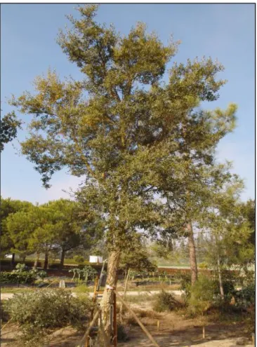 Figure 3. Cork oak used in the study. 