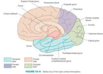 Figura  3:  O  desenho  acima  representa  o  hemisfério  direito  do  cérebro,  aonde  segundo  as  pesquisas conduzidas por Jordi Riba (2006) e Draúlio Araujo (2011) a Hoasca atua com mais  intensidade