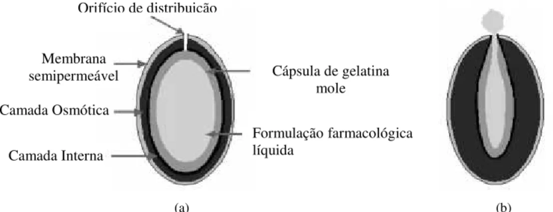 Figura  10  -  Representação  esquemática  da  cápsula  L-OROS  softcap:  (a)  constituição  da  cápsula;  (b)  mecanismo  de  libertação de fármaco