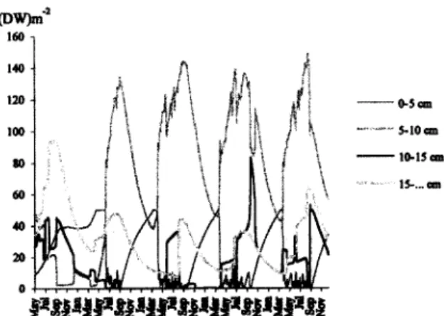 Fig.  11. Standard simulation. Biomass  density variation of the  four  classes  considered predicted  by the  model (see  text)