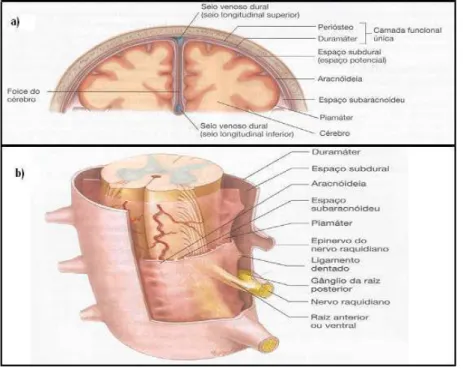 Figura 1 – a) Meninges do encéfalo; b) Meninges da medula espinal (adaptado de Seeley et al., 2005)