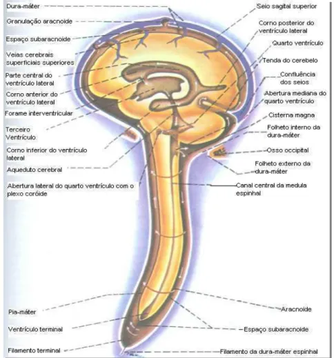 Figura 2 – Fluxo do líquido cefalorraquidiano (adaptado de Machado, 2005). 
