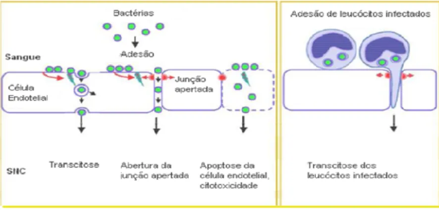 Figura 5 – Mecanismos de passagem das bactérias através da BHE (adaptado de Olivier et al., 2010)