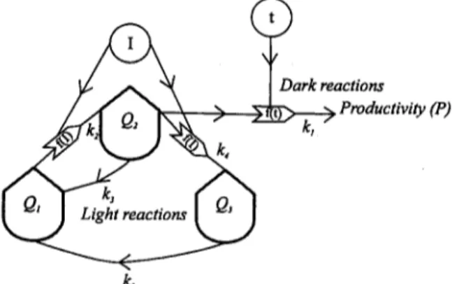 Fig.  1.  States  and  transition  rates  between  the  three  possible  pigmentary states:  fundamental,  excited and  inhibited (Q1,  Q2  and  Q3,  respectively)  following  the  energy-circuit  language  (Odum,  1975);  f ( I )   represents  the  light 