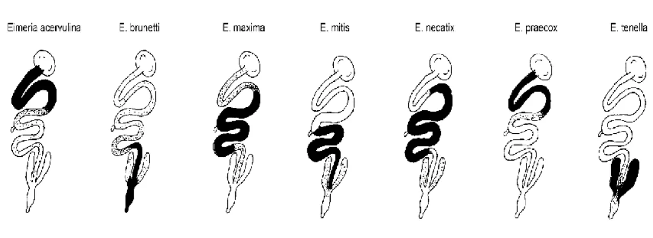 Figura 2 – Espécies de Eimeria e respetivas localizações (Adaptado de Swayne, 2020). 
