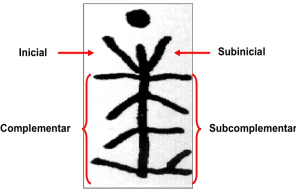 Figura 9. Esquema das Rugas Palatinas de acordo com o sistema de classificação de Martins  dos Santos (Fonte: Miranda, 2009)