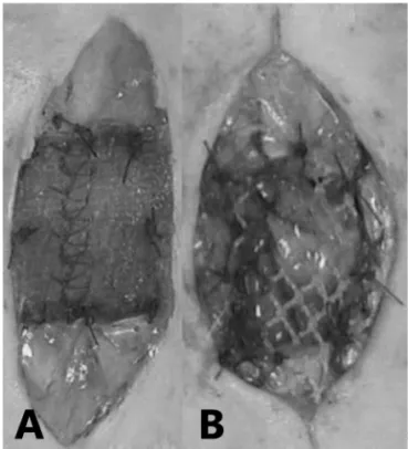 FIGURA 2 - A - sutura da tela no grupo Proceed; B - sutura da 