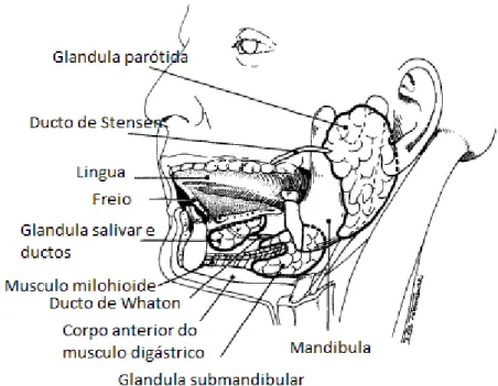 Ilustração 1 - Posição anatómica relativa da glândulas salivares major. (adaptado de Weissman,  1995) 