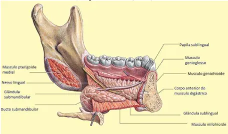 Ilustração 4 - Esquema da anatomia posicional das glândulas submandibular e sublingual