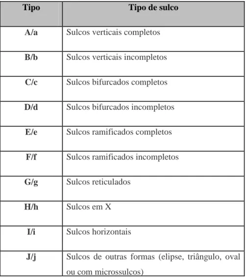 Figura 6 - Divisão do lábio superior e inferior segundo a  Classificação de Renaud (Adaptado de Caldas, 2007; Pereira, 2012) 