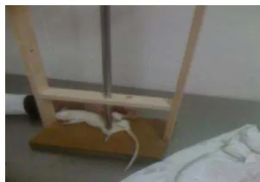 Figure 1. Model of muscle contusion in rats 
