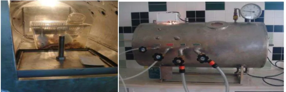 Figure 2. Rats in Hyperbaric chamber 