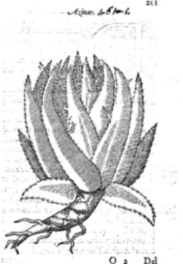 Figura 5 - Aloés (Costa, 1578: 211) 