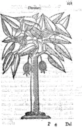 Figura 12 - Doriões (Costa, 1578: 231) 