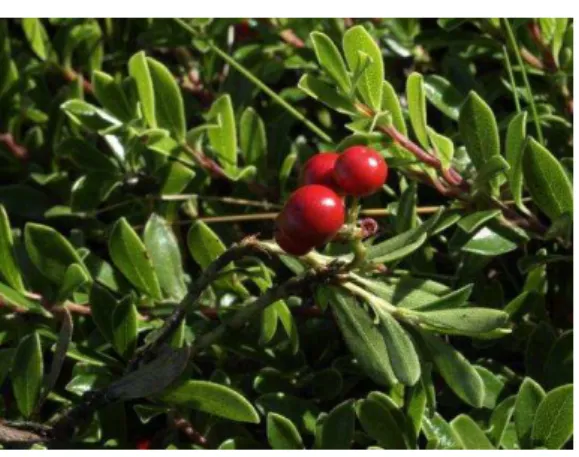 Figura 6. Parte aérea de Arctostaphylos uva-ursi (González, 2009) 