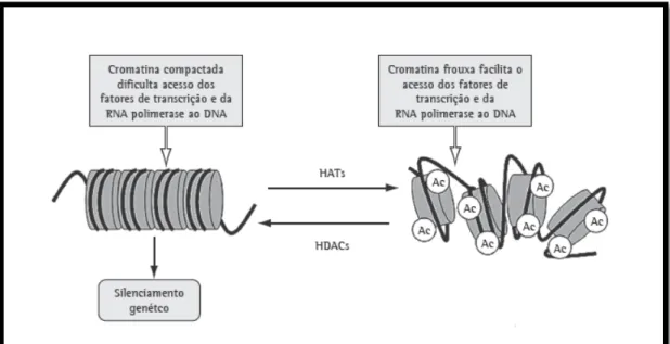 Figura 3: Processo de acetilação de histonas (O papel do estresse oxidativo na DPOC: conceitos atuais  e perspectivas, 2009)