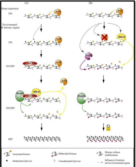 Figura 5: Mecanismo de interação entre a metilação de DNA e modificação de histonas. (Vaissière et  al., 2008)