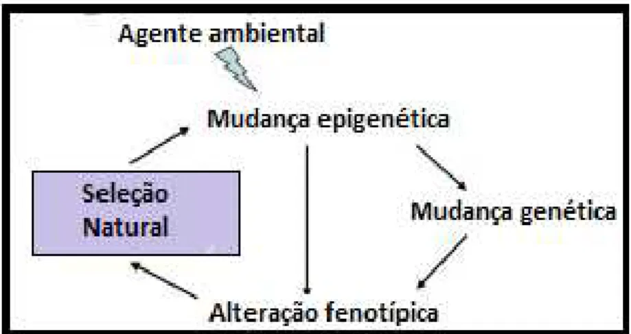 Figura 6: Esquematização da influência dos fatores ambientais na epigenética e na seleção natural  (adaptado de: Turner, 2011)