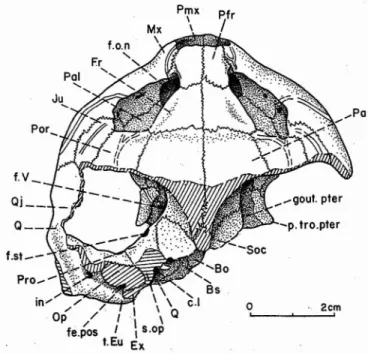 Fig . 3 - Rosasia soatoi CARRINGTON DA COSTA, 1940, Crétacé supé- supé-rieur d'Aveiro, Portugal; crâne, face dorsale; coll