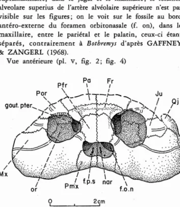 Fig . 5 - ' Rosasia sout oi CARRINGTON DA COSTA, 1940, Crétacé supérieur d'Aveiro, Portugal ; crâne, face larérale gauche; coll