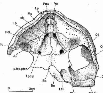 Fig. 7 - Rosasia sout oi CARRINGTON DA COSTA, 1940, Crétacé supérieur d'Aveiro, POrtugal; crâne, face ventrale ; coll