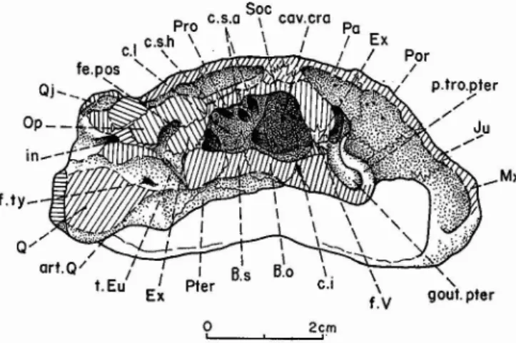 Fig. 8 - RosaJia soutoi CARRINGTON DA COSTA, 1940, Crétacé supérieur d'Aveiro, Porrugal ; crâne, face posrérieure ; coll