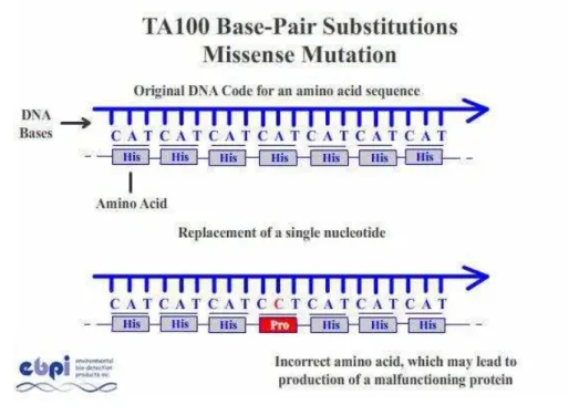 Figura  6  –   Mutação  missense  (Adaptado  de  http://www.google.pt/search?hl=pt- http://www.google.pt/search?hl=pt-PT&amp;q=missense+mutation) 