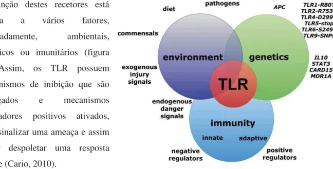 Figura  7  –   Tríade  multidimensional  e  altamente  interativa  que  controla,  positiva  ou  negativamente, e influencia a função dos TLR´s na mucosa intestinal (Cario, 2010)