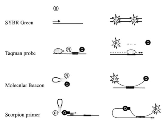 Figura 3: Sistemas de fluorescência. Sistemas que usam um fluorocromo como o SYBR  Green (S) ou uma sonda que possui fluorocromos: o repórter (R) e o quencher (Q)