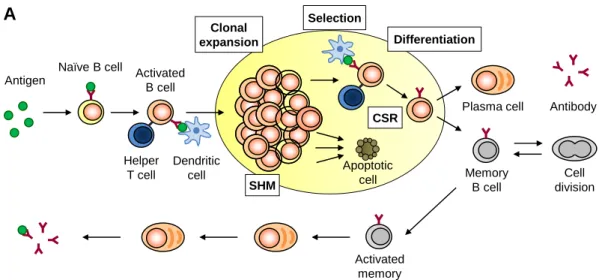 Figure 1.1. Normal B cell response and the parallel with the GC model of EBV persistence