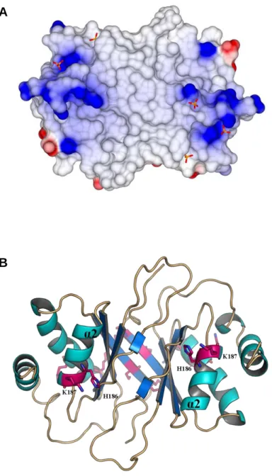 Figure 2.1. The ventral face of mLANA DBD.  (A) Electrostatic surface potential representation showing the  ventral  side  of  mLANA  dimer  DBD