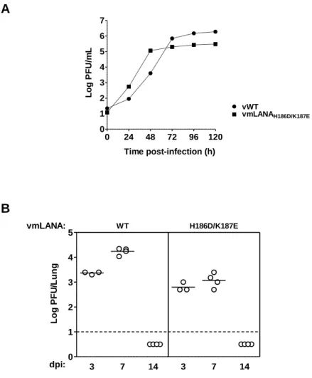 Figure 2.2. vmLANA H186D/K187E  recombinant virus displays normal lytic replication kinetics  in vitro and  in vivo