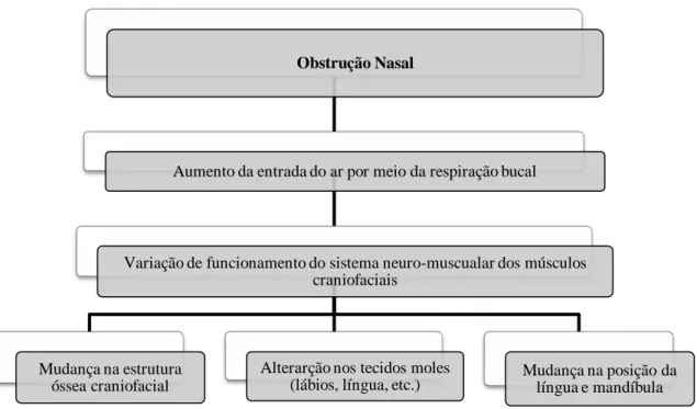 Figura 6. A relação entre a respiração nasal e o crescimento  craniofacial. Adaptado (Harari, D