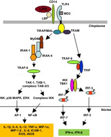 Figura 2. Vias de sinalização intracelular activadas pelo LPS após interacção com o TLR4  em macrófagos  (adaptado de (151)).