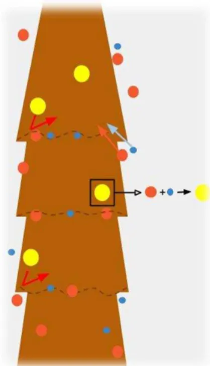 Figura  7  –   Mecanismo  de  ação  das  colorações  permanentes.  Os  compostos  de  baixo  peso  molecular  penetram  para  o  interior  da  fibra,  onde  reagem  e  formam  compostos  maiores  que  ficam  aprisionados, produzindo a cor desejada .