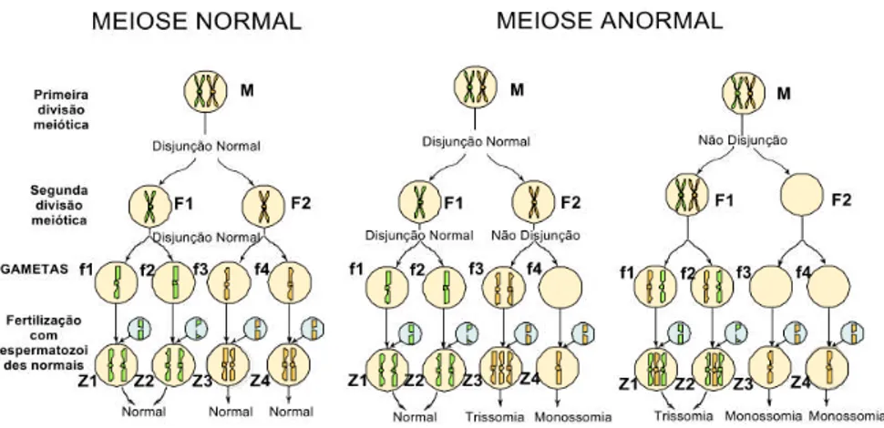Figura 1 - Distribuição de Cromossomas na Divisão Celular.  1   