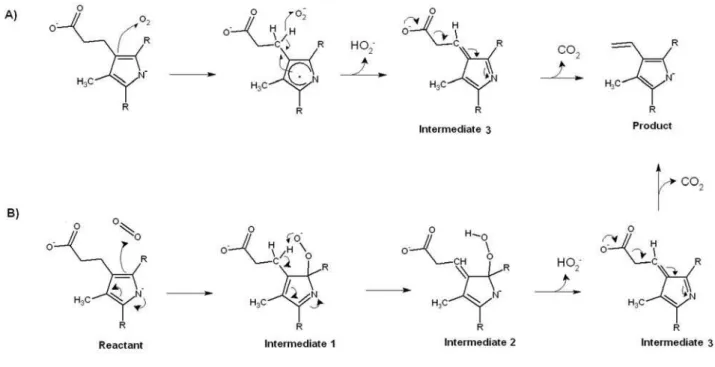 Figure 1: Proposed reaction mechanisms for coproporphyrinogen oxidase. A) Arigoni model 9 