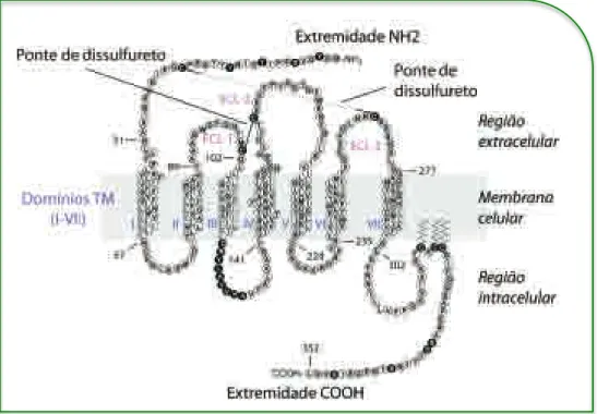 Figura 6. Esquema da estrutura do receptor das quimiocinas humano, CCR5. 