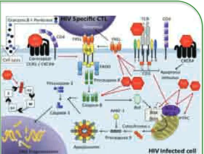 Figura 11.  Vias de morte apoptóticas –  extrínseca e intrínseca –  moduladas pelo VIH, em  linfócitos T CD4+
