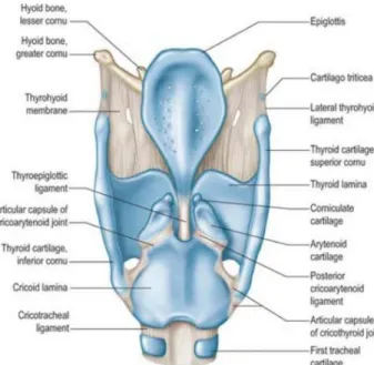 Figura 1: Constituição cartilagínea e ligamentar da  Laringe (Gray’s Anatomy 3ª edição) 
