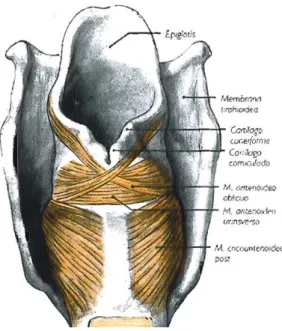 Figura 2: Músculo cricotiroideu  (Rouvière 11ª edição) 