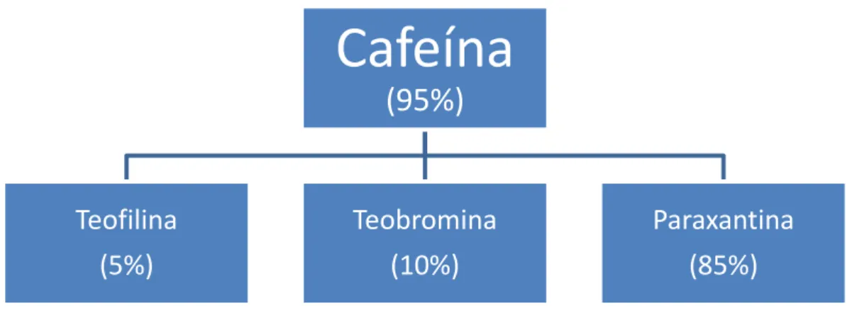 Figura 2 - Metabolitos da cafeína  