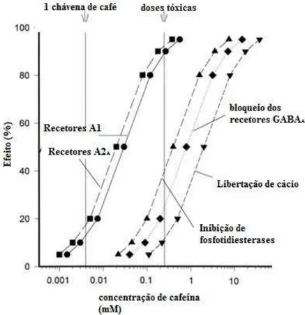 Figura 3 - Diferentes mecanismo de ação da cafeína (Adaptado de Fredholm  et alii. ,  1999) 