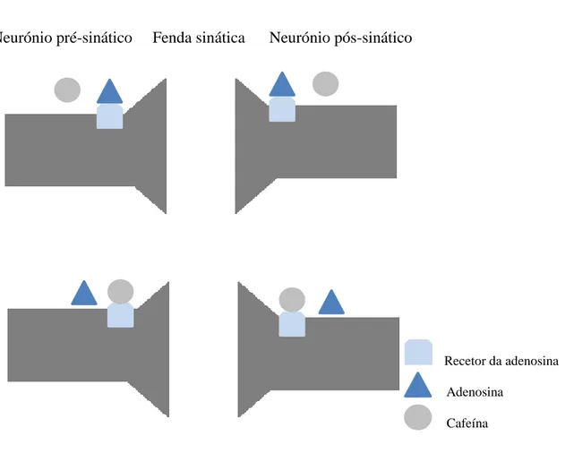 Figura 4 - Modo de ação da cafeína na fenda sinática, (Adaptado de Jones, 2008)