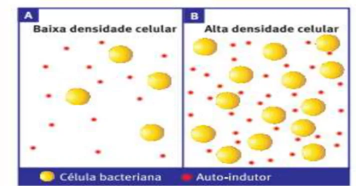 Figura 1 - Influência da densidade celular no quorum sensing: a baixa densidade celular, a concentração  de  auto-indutores  é  baixa  (A)  não  sendo  possível  detetar  as  moléculas  de  sinalização