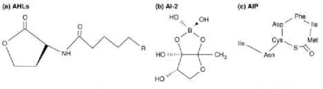 Figura  3  -  Moléculas  de  sinalização  mais  utilizadas  em  sistemas  de  QS.  (a)  Acil-homoserina-lactonas  produzidas  por  bactérias  de  Gram-negativo,  consistem  num  anel  homoserina-lactona  e  cadeias  laterais  acilo variadas (C4 a C18)