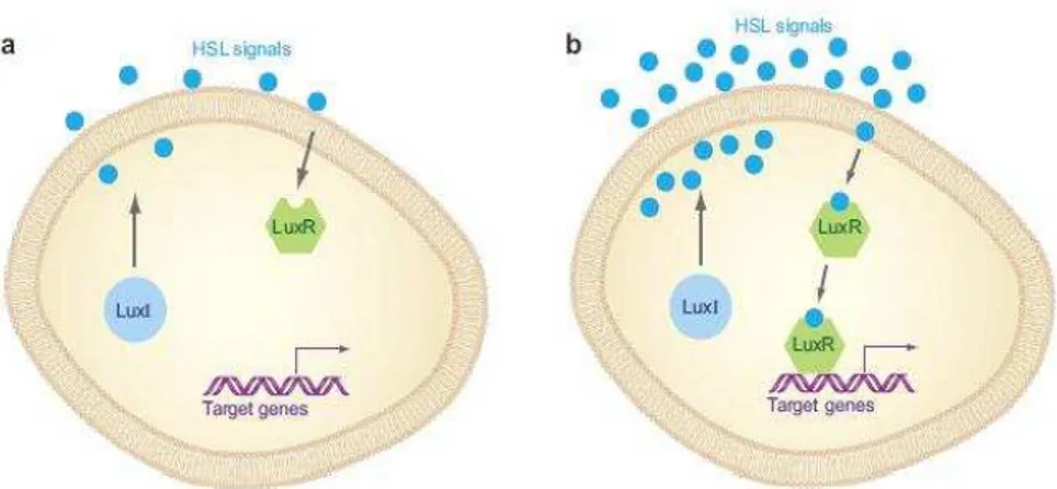 Figura  4  -  Sistema  de  quorum  sensing  em  bactérias  de  Gram-negativo:  moléculas  de  sinalização  homoserina-lactonas (HSL) (retirado de Jayaraman &amp; Wood, 2008)