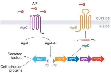 Figura  10 - Sistema  de  quorum  sensing em  Staphylococcus  aureus. O  S.  aureus  apresenta  um  sistema  regulador de reposta constituído por dois componentes, onde deteta e responde a um péptido extracelular  (AIP)